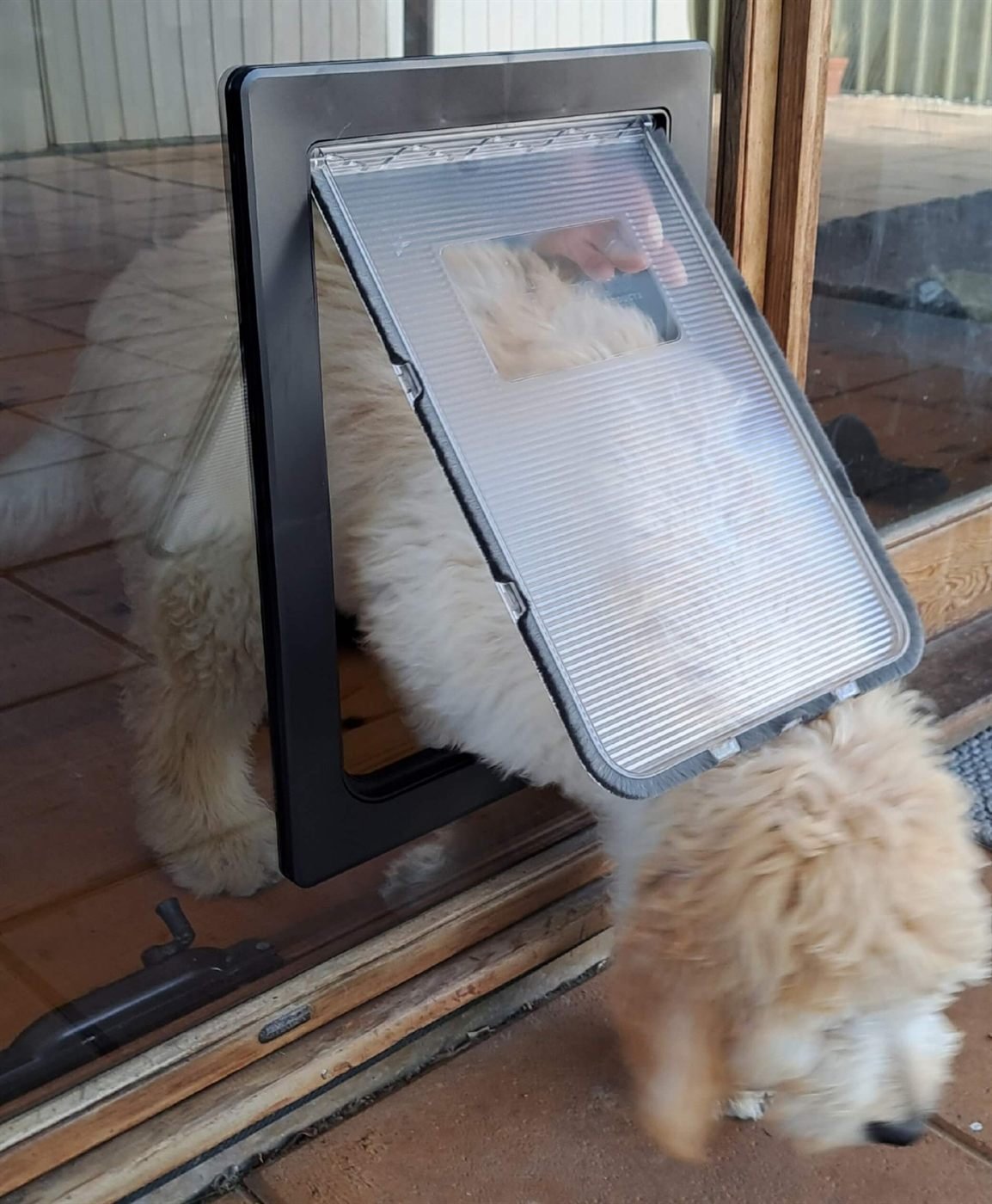 Large dog stepping through a black pet door installed in a glass sliding door