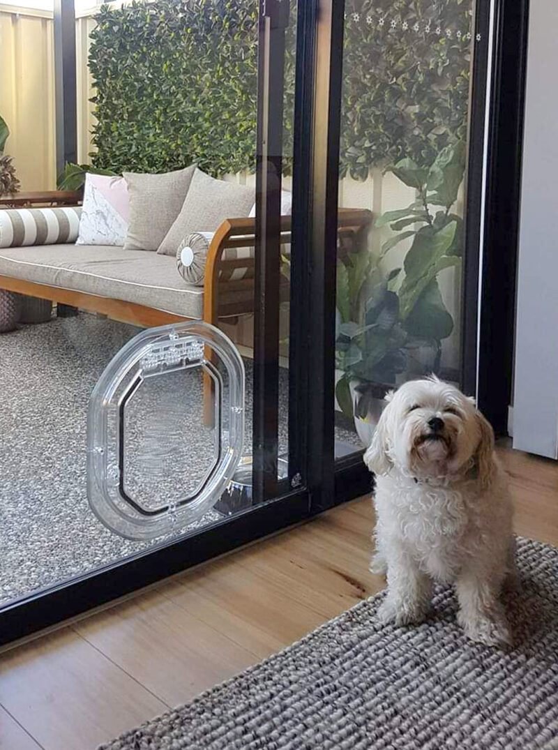 Small white dog beside a clear pet door installed low in a glass sliding door