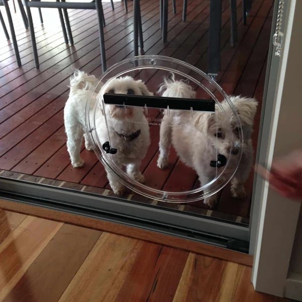 Two small white dogs behind a circular Transcat pet door in a glass sliding door