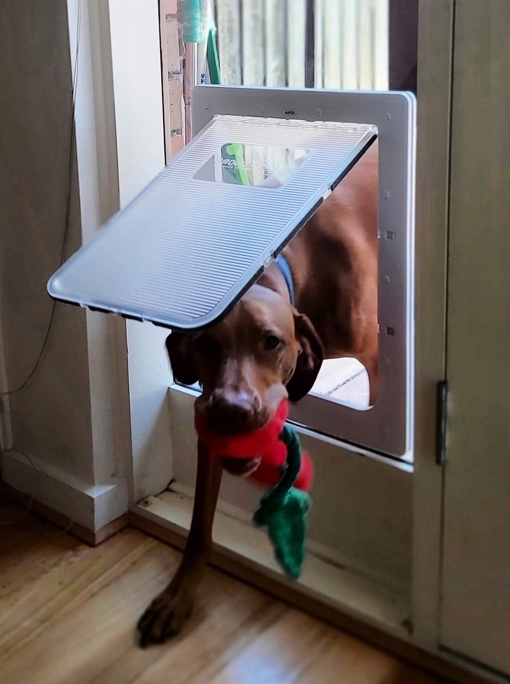Vizsla coming through a large white pet door carrying a toy